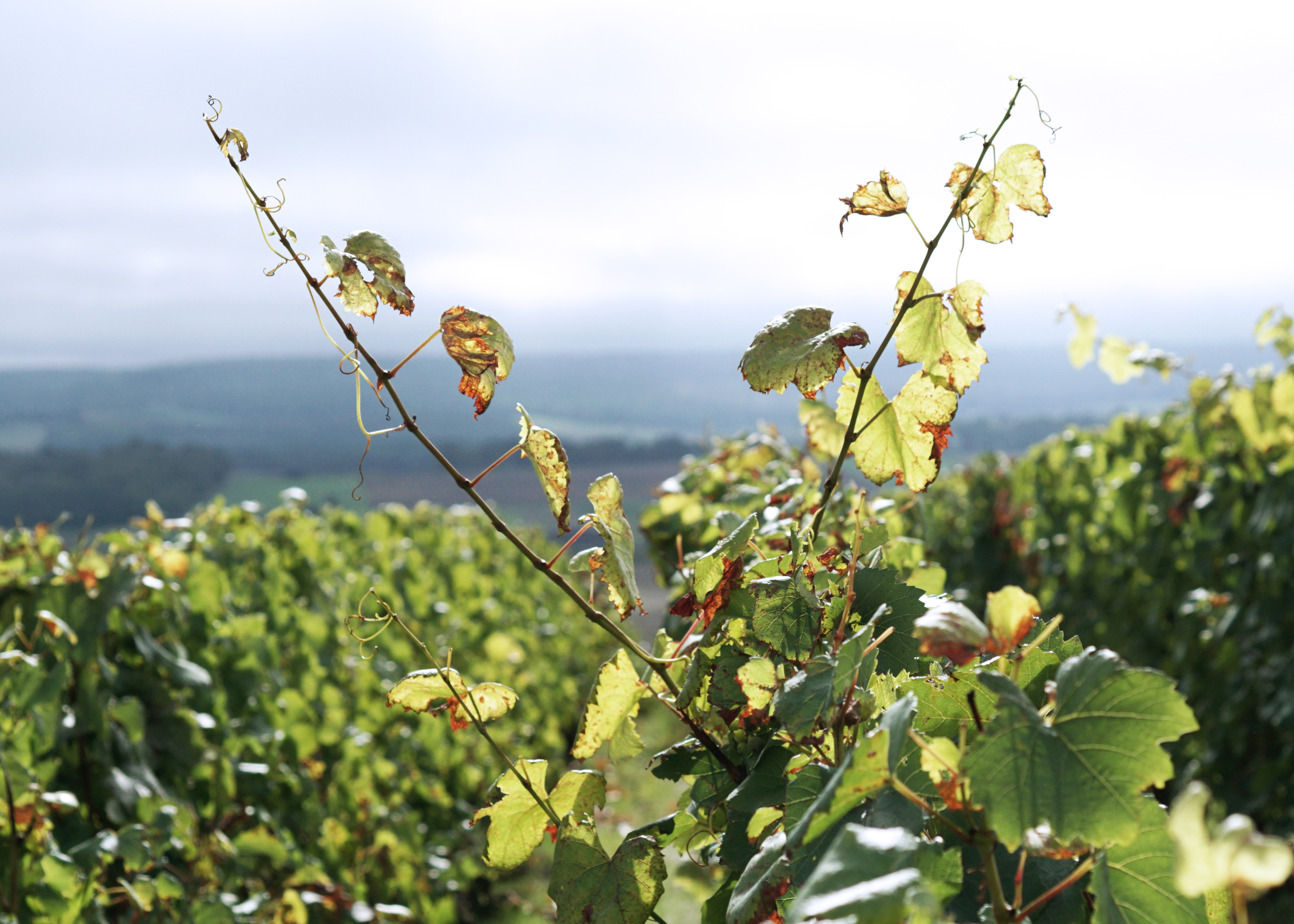 Branches vigne